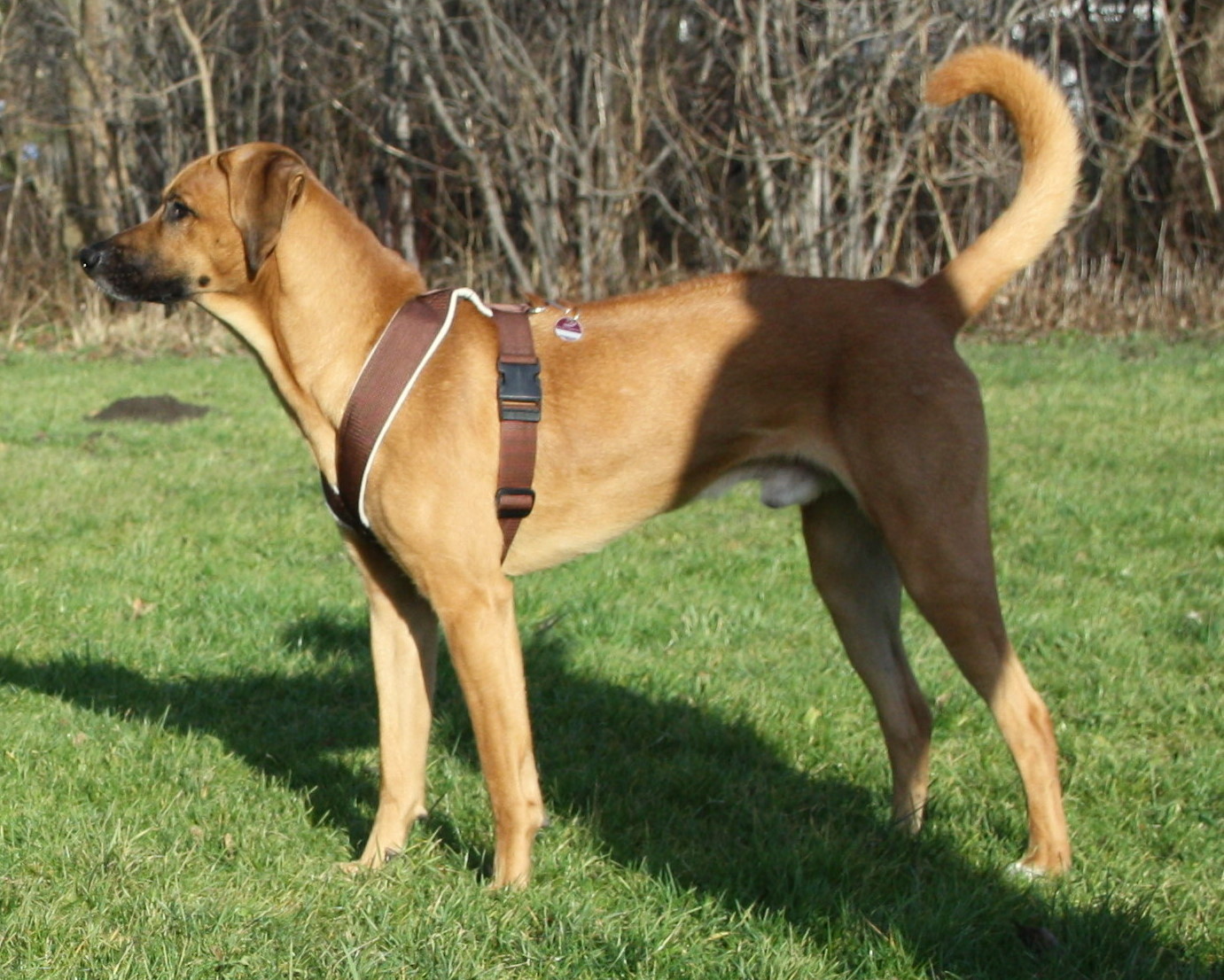 Boomer (Kuvasz, Labrador, Rhodesian Ridgeback) Kuvasz Labrador Rhodesian Ridgeback 